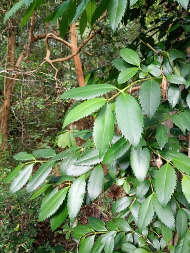 Foto de Tepa