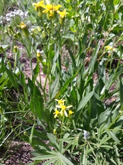 Senecio triangularis