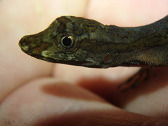 Anolis trachyderma
