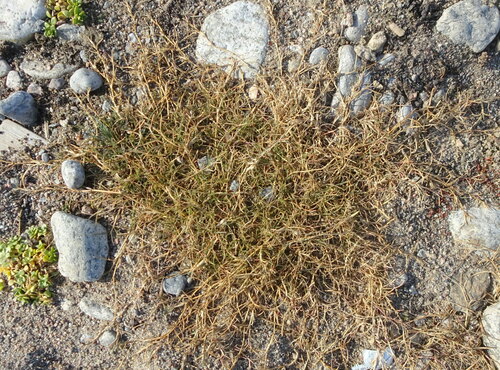 Puccinellia phryganodes, 2024-09-02