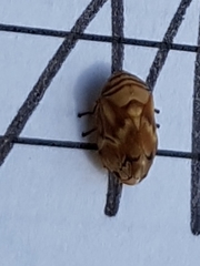 Clastoptera arborina