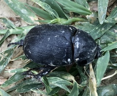 Pentodon bidens punctatus