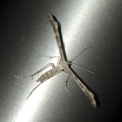 Hellinsia inquinatus