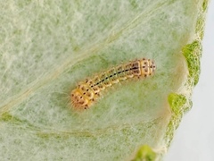 Acoloithus falsarius