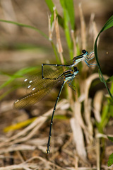 Allocnemis leucosticta