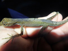 Anolis trachyderma