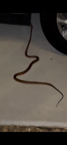 Brown Tree Snake sighting