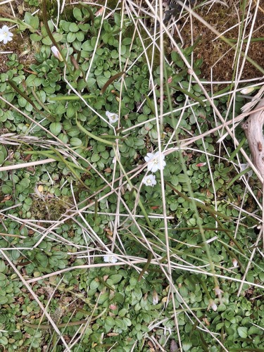 Epilobium alsinoides (Epilobium alsinoides)