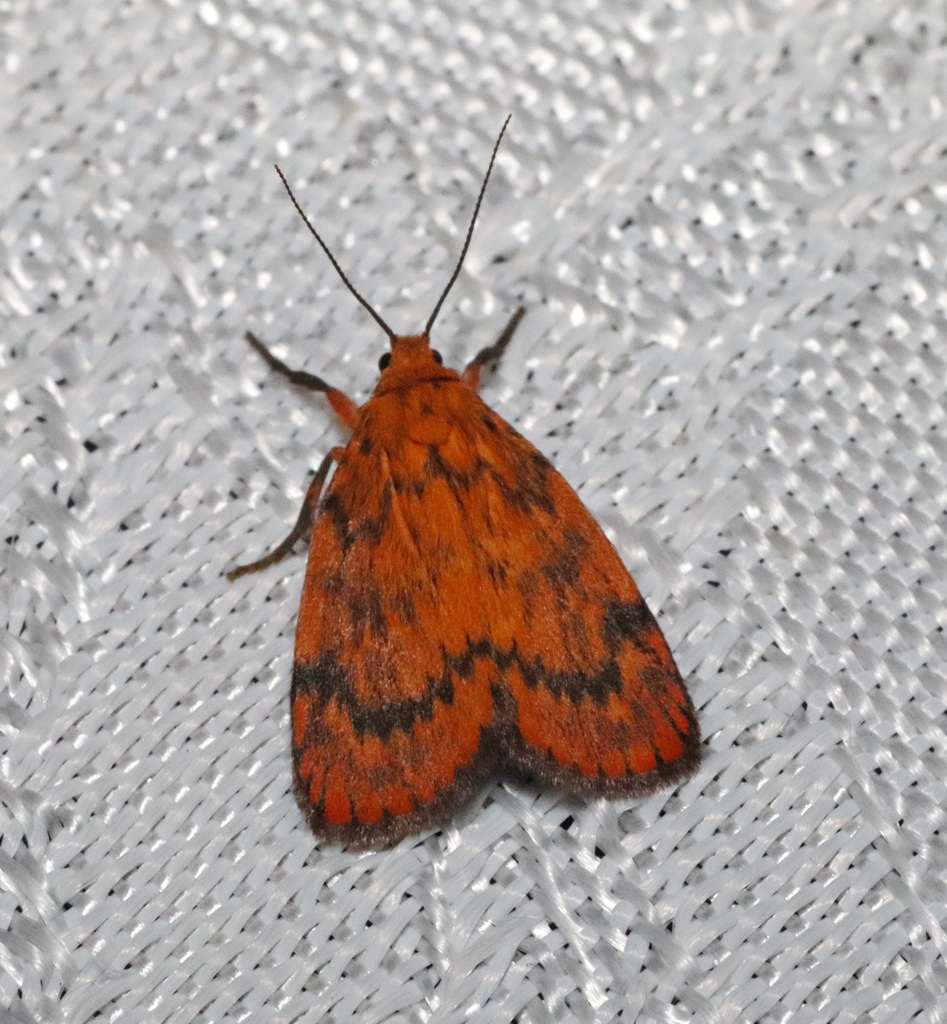 Cyme structa from Witta QLD 4552, Australia on January 10, 2025 at 09: ...