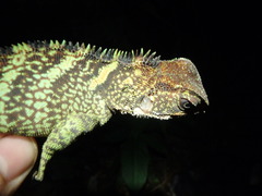 Enyalioides laticeps