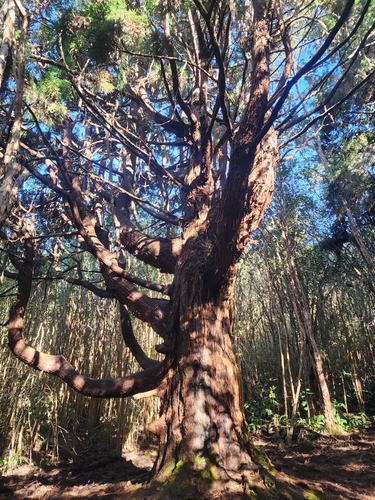 Foto de Pinheiro-do-japão