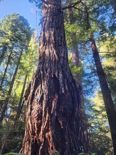 Taxodium observed 2025-01-10