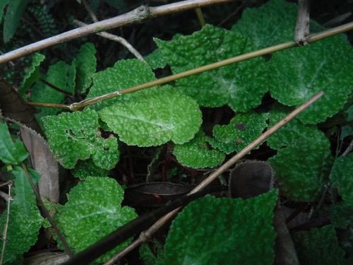 Begonia bullata
