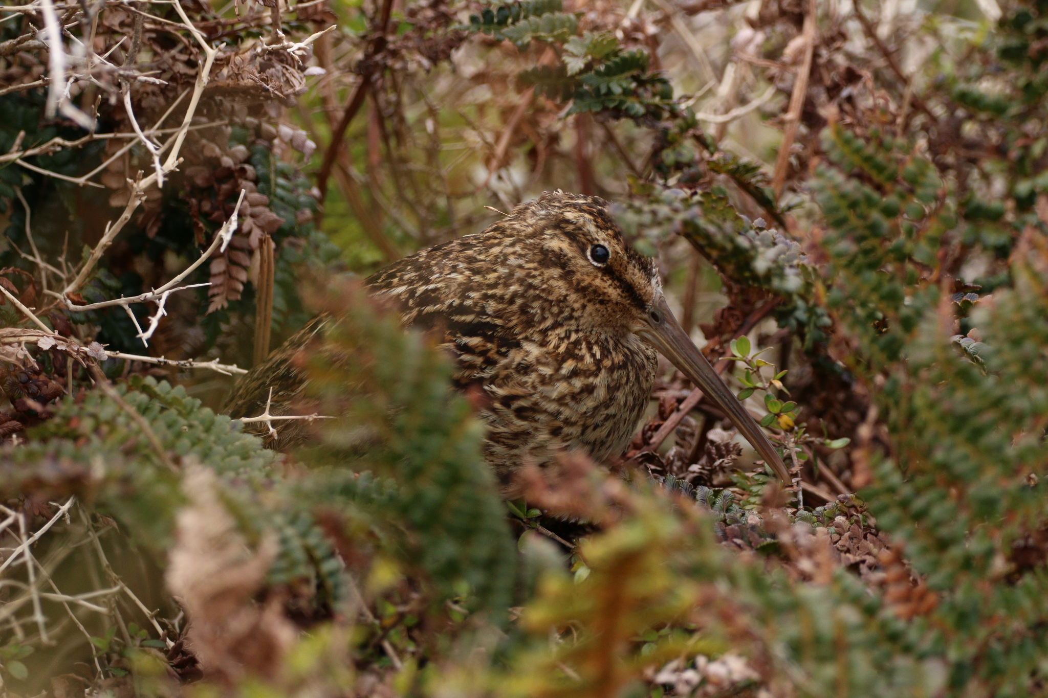 Subantarctic Snipe illustration