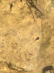 Hyla arenicolor