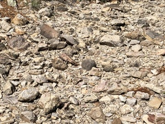 Aspidoscelis uniparens