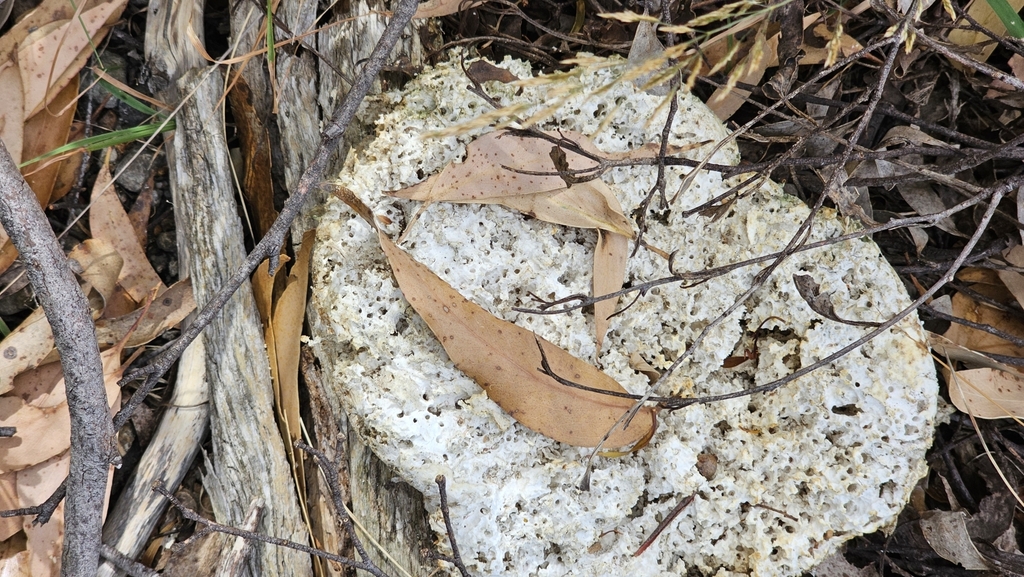 Laetiporus portentosus · January 2025 · photo: © orchidrose (iNaturalist, cc0)