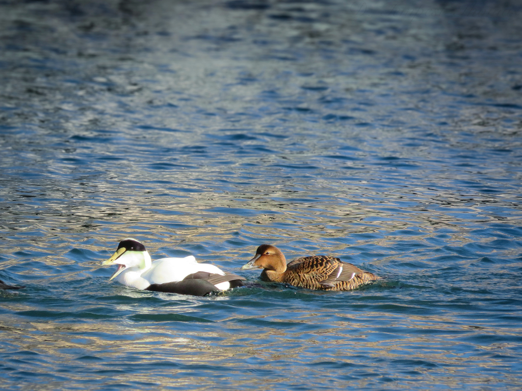Canada Eider
