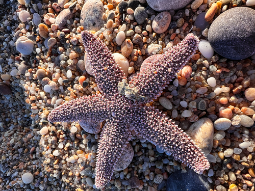 Forbes's Sea Star photographed in Rhode Island