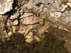 Thamnophis cyrtopsis cyrtopsis