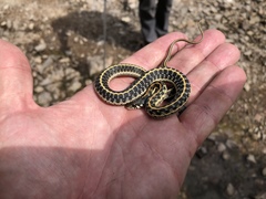 Thamnophis cyrtopsis cyrtopsis