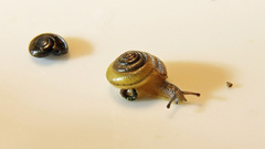 Glyphyalinia