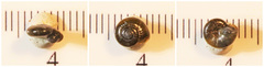 Glyphyalinia