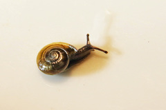 Glyphyalinia