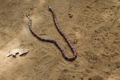 Micrurus corallinus
