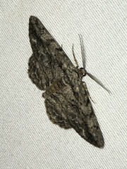 Anavitrinella