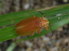 Lycus simulans
