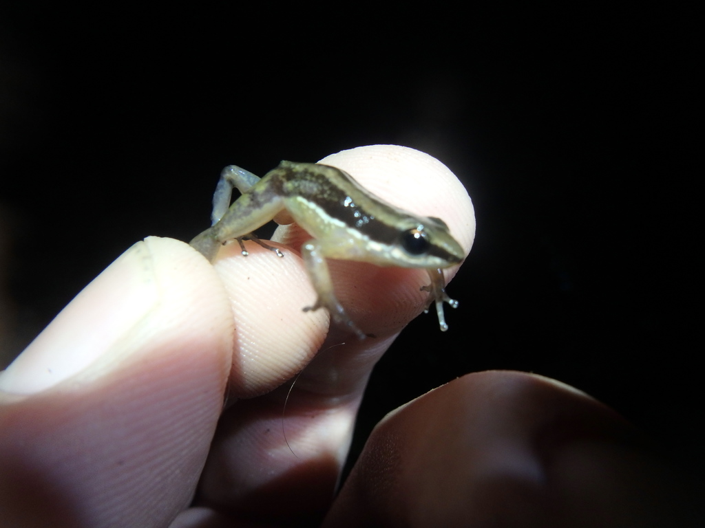 Palanda Rocket Frog