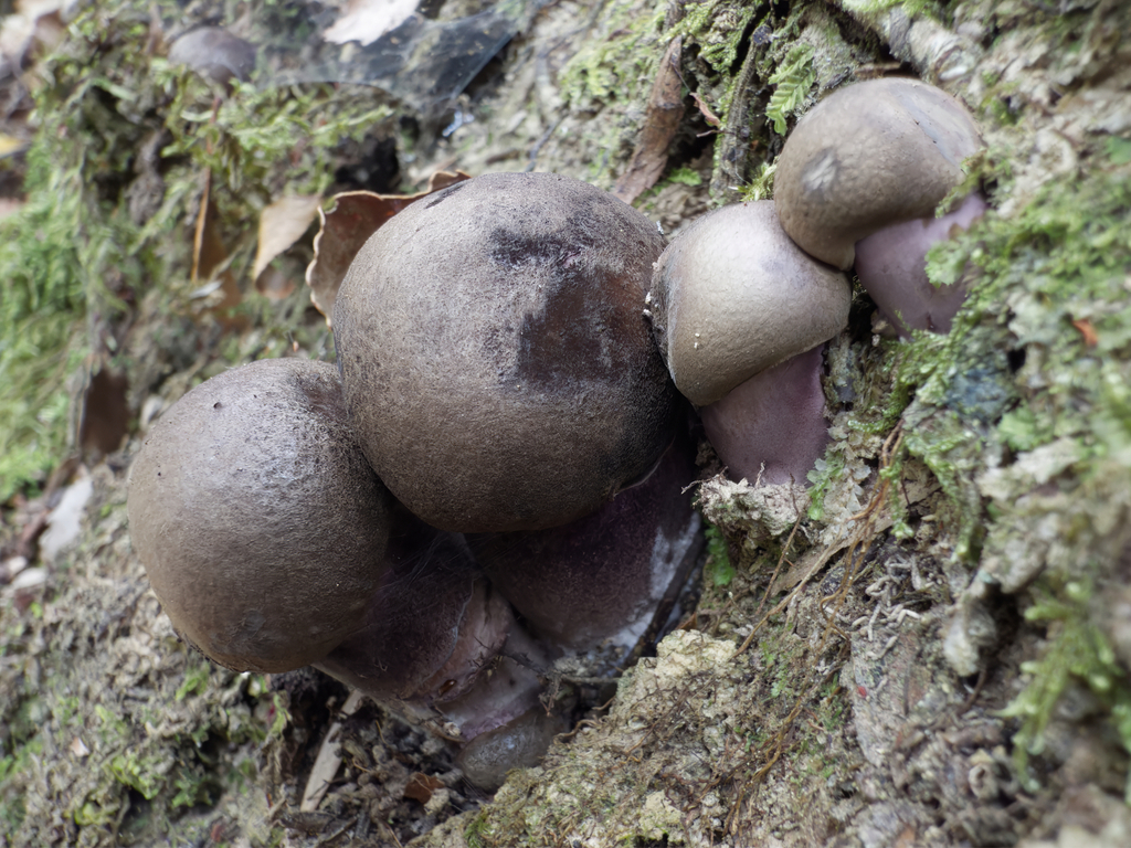 Tylopilus formosus · January 2025 · photo: © jeremy_rolfe (iNaturalist, cc-by)