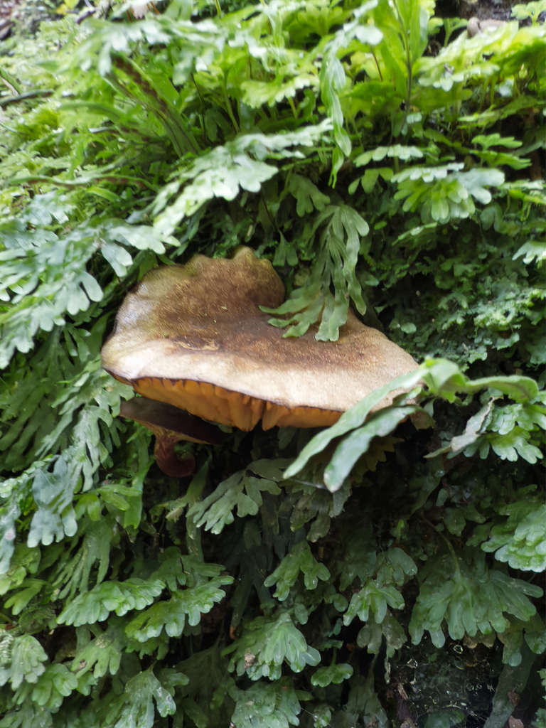 Phylloporus novae-zelandiae · January 2025 · photo: © jeremy_rolfe (iNaturalist, cc-by)