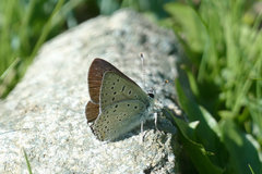 Lycaena tityrus subalpina