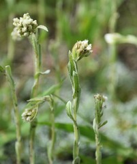Antennaria microphylla, photograph (c) Eric Lamb, some rights reserved (CC BY)