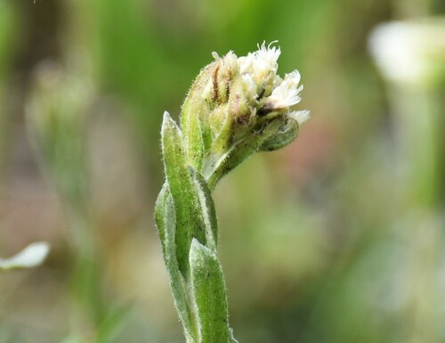 Antennaria microphylla, photograph 6