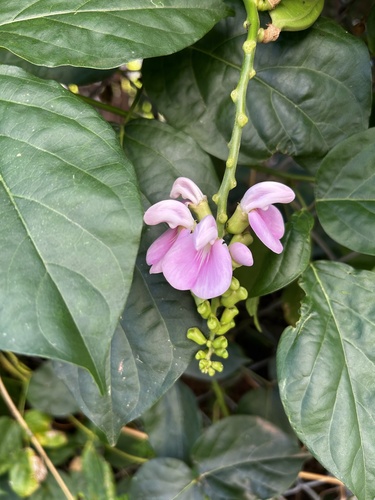 Canavalia cathartica observed 2025-01-10