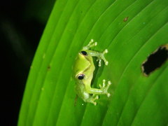 Pristimantis acuminatus