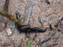 Haemopis sanguisuga