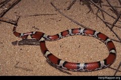 Cemophora coccinea copei