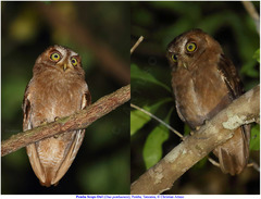 Otus pembaensis