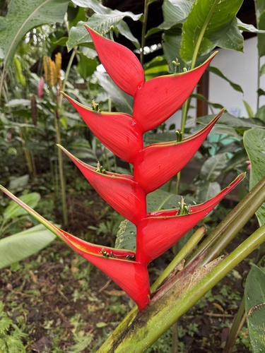 Foto de Bananeira-de-jardim