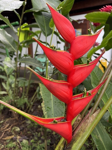 Foto de Bananeira-de-jardim