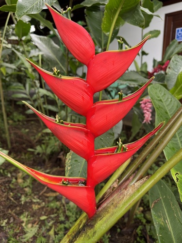 Foto de Bananeira-de-jardim