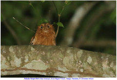 Otus ireneae