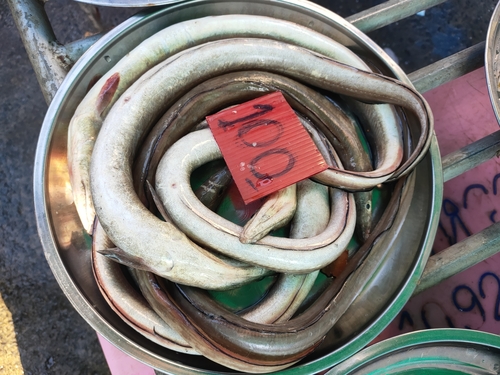 Arabian pike eel (Muraenesox cinereus) — Muraenesocidae