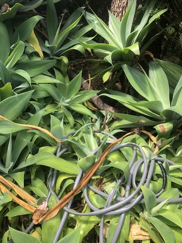 Common Tree Snake sighting