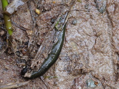 Haemopis sanguisuga
