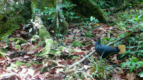 Bornean Crestless Fireback (Lophura pyronota), photo 9